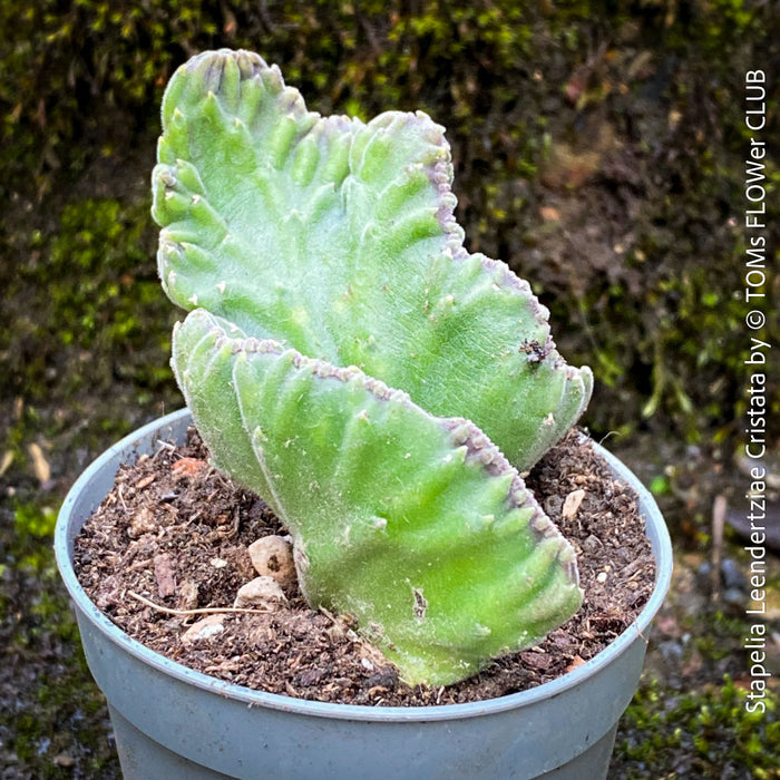 Stapelia Leendertziae Cristata, organically grown succulent plants for sale at TOMS FLOWer CLUB in Zurich, Switzerland. 