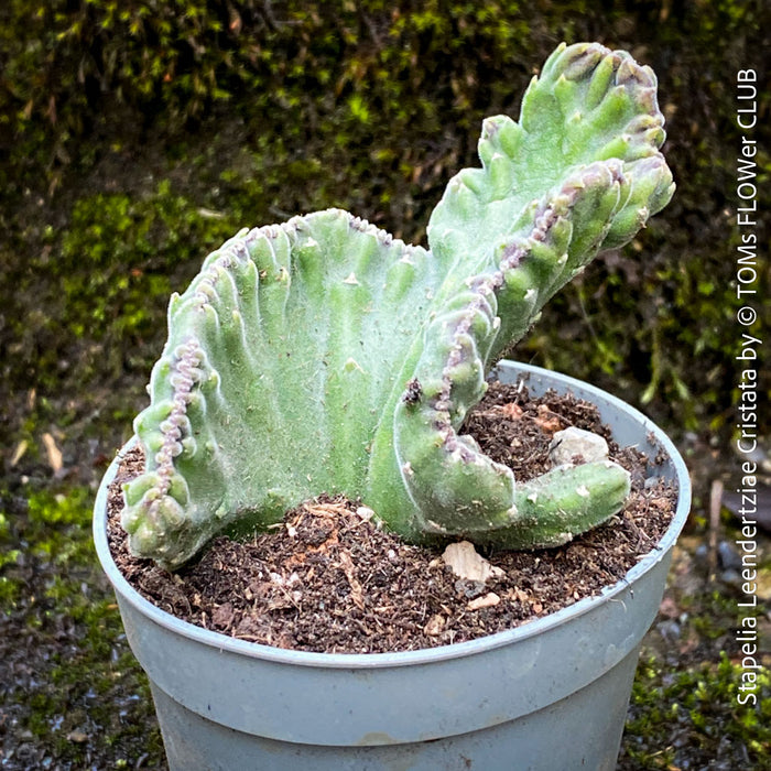 Stapelia Leendertziae Cristata, organically grown succulent plants for sale at TOMS FLOWer CLUB in Zurich, Switzerland. 