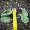 Stapelia Leendertziae Cristata, organically grown succulent plants for sale at TOMS FLOWer CLUB in Zurich, Switzerland. 