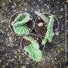 Stapelia Leendertziae Cristata, organically grown succulent plants for sale at TOMS FLOWer CLUB in Zurich, Switzerland. 