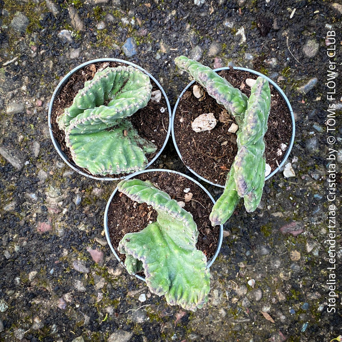 Stapelia Leendertziae Cristata, organically grown succulent plants for sale at TOMS FLOWer CLUB in Zurich, Switzerland. 