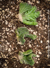 Propagation of Stapelia Leendertziae Cristata, rooted cuttings, organically grown succulent plants for sale at TOMS FLOWer CLUB in Zurich, Switzerland. 