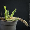 Stapelia Variegata, Orbea Variegata, organically grown succulent plants for sale at TOMs FLOWer CLUB.
