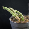 Stapelia Variegata, Orbea Variegata, organically grown succulent plants for sale at TOMs FLOWer CLUB.