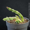 Stapelia Variegata, Orbea Variegata, organically grown succulent plants for sale at TOMs FLOWer CLUB.