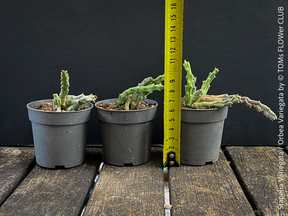 Stapelia Variegata, Orbea Variegata, organically grown succulent plants for sale at TOMs FLOWer CLUB.