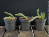 Stapelia Variegata, Orbea Variegata, organically grown succulent plants for sale at TOMs FLOWer CLUB.