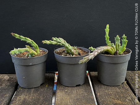 Stapelia Variegata, Orbea Variegata, organically grown succulent plants for sale at TOMs FLOWer CLUB.