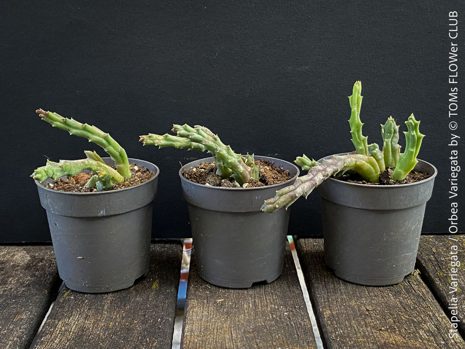 Stapelia Variegata, Orbea Variegata, organically grown succulent plants for sale at TOMs FLOWer CLUB.