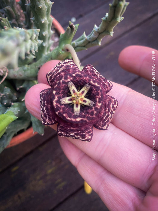 Stapelia Variegata, Orbea Variegata, organically grown succulent plants for sale at TOMs FLOWer CLUB.