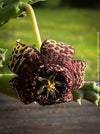 Stapelia Variegata, Orbea Variegata, organically grown succulent plants for sale at TOMs FLOWer CLUB.