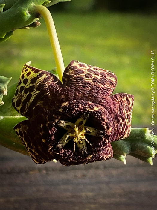 Stapelia Variegata, Orbea Variegata, organically grown succulent plants for sale at TOMs FLOWer CLUB.