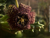 Stapelia Variegata, Orbea Variegata, organically grown succulent plants for sale at TOMs FLOWer CLUB.