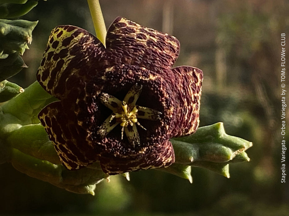 Stapelia Variegata, Orbea Variegata, organically grown succulent plants for sale at TOMs FLOWer CLUB.