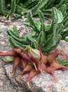 Flowering stapelia gigantea, organically grown succulent plants for sale at TOMsFLOWer CLUB.