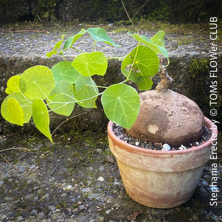 Stephania erecta caudex plant with round leaves in decorative pot at TOMs FLOWer CLUB.