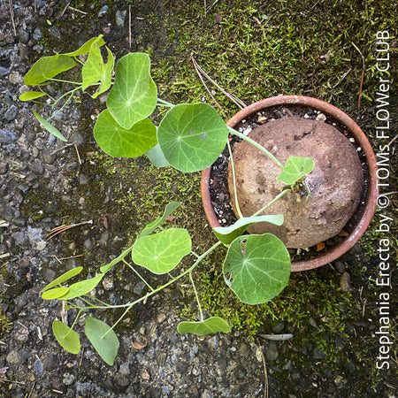 Rare Stephania erecta houseplant featuring potato-like caudex and parasol-shaped foliage at TOMs FLOWer CLUB.