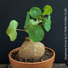 Stephania erecta sprouting new vines from caudex in well-lit indoor setting at TOMs FLOWer CLUB.