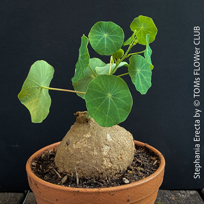 Stephania erecta sprouting new vines from caudex in well-lit indoor setting at TOMs FLOWer CLUB.