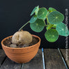 Stephania erecta sprouting new vines from caudex in well-lit indoor setting at TOMs FLOWer CLUB.