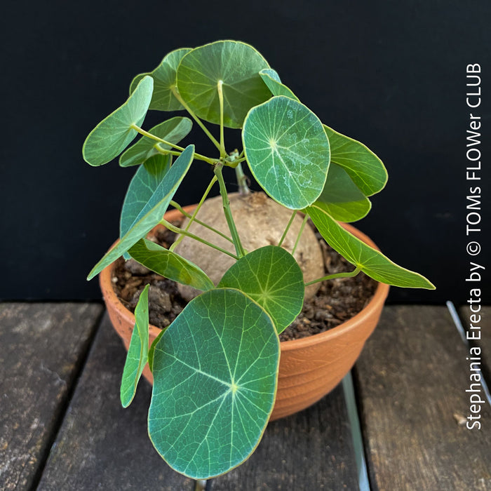 Stephania erecta sprouting new vines from caudex in well-lit indoor setting at TOMs FLOWer CLUB.