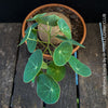 Leaf detail of Stephania erecta sprouting new vines from caudex in well-lit indoor setting at TOMs FLOWer CLUB.
