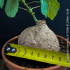 Mature Stephania erecta sprouting new vines from caudex in well-lit indoor setting at TOMs FLOWer CLUB.