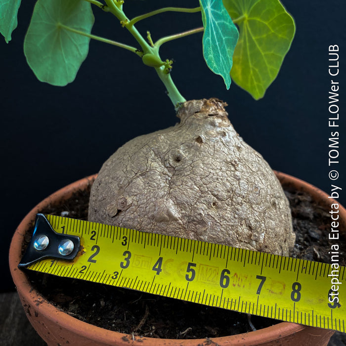 Mature Stephania erecta sprouting new vines from caudex in well-lit indoor setting at TOMs FLOWer CLUB.