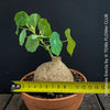 Stephania erecta sprouting new vines from caudex in well-lit indoor setting at TOMs FLOWer CLUB.
