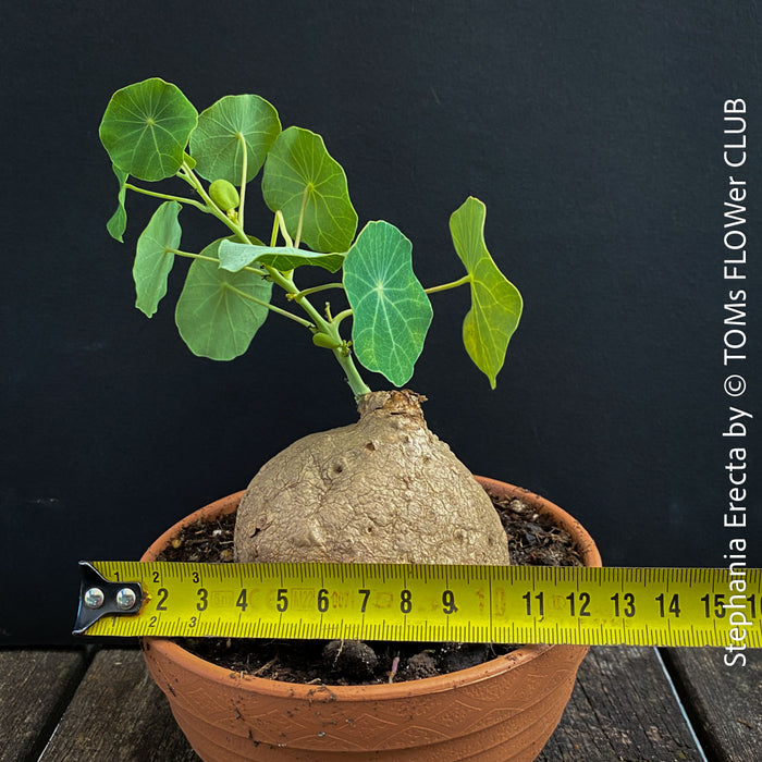 Stephania erecta sprouting new vines from caudex in well-lit indoor setting at TOMs FLOWer CLUB.