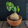 Stephania erecta sprouting new vines from caudex in well-lit indoor setting at TOMs FLOWer CLUB.