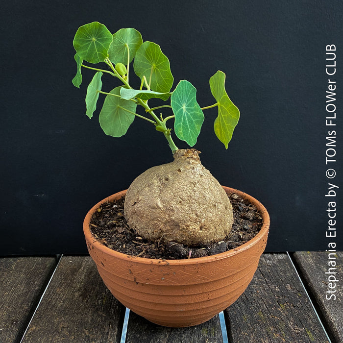 Stephania erecta sprouting new vines from caudex in well-lit indoor setting at TOMs FLOWer CLUB.
