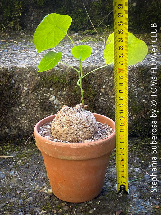 Rare Stephania suberosa houseplant featuring cracked caudex and bluish-green foliage at TOMs FLOWer CLUB.
