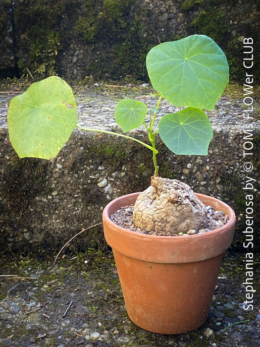 Indoor Stephania suberosa vine with unique bulbous caudex displayed at TOMs FLOWer CLUB.