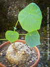 Stephania suberosa caudex plant with heart-shaped leaves in decorative pot at TOMs FLOWer CLUB.