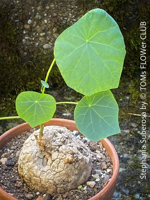 Stephania suberosa caudex plant with heart-shaped leaves in decorative pot at TOMs FLOWer CLUB.