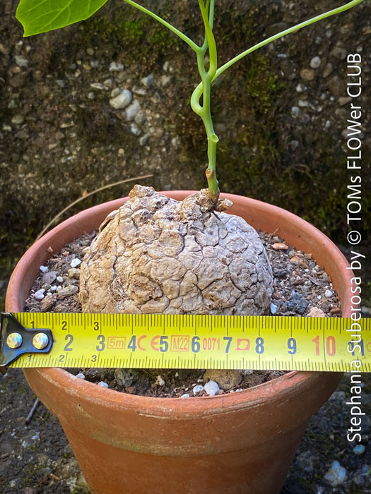 Stephania suberosa showcasing dormant phase with exposed caudex at TOMs FLOWer CLUB.