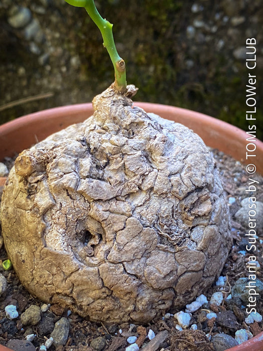 Stephania suberosa showcasing dormant phase with exposed caudex at TOMs FLOWer CLUB.
