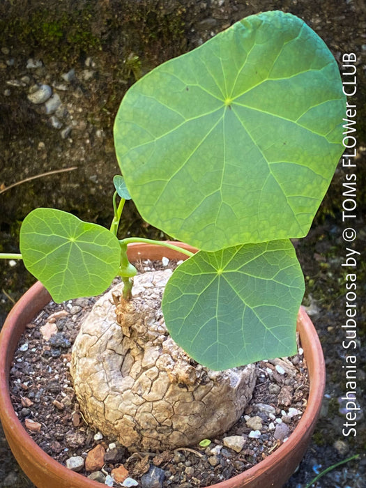Stephania suberosa sprouting new vines from caudex in well-lit indoor setting at TOMs FLOWer CLUB.