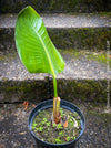 Strelitzia Alba,  Bird of paradise, Strelitzie, Paradiesvogelblume, organically grown tropical plants for sale at TOMs FLOWer CLUB.