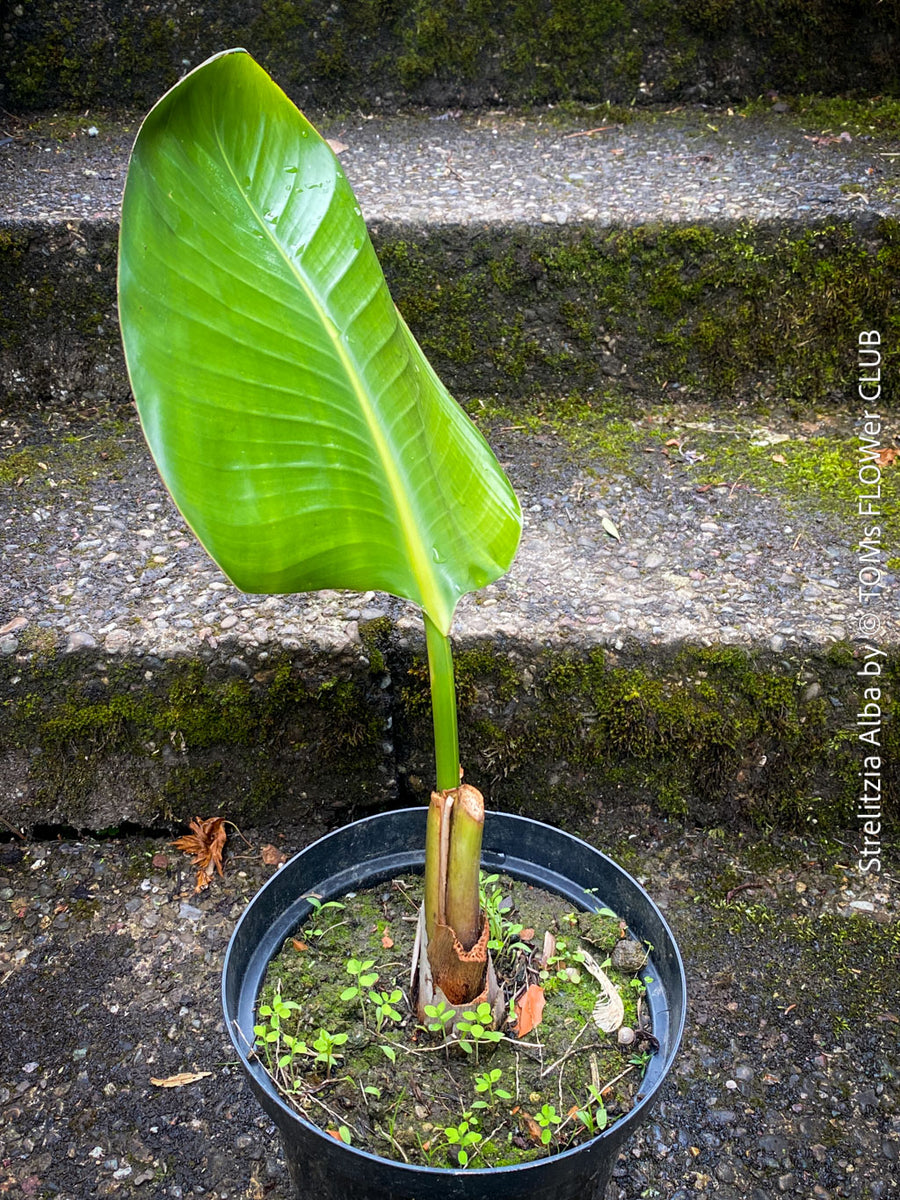 Strelitzia Alba | organically grown tropical plants