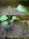 Strelitzia Alba, Strelitzia, Paradiesvogelblume, Bird of Paradise, South African plant, oranically grown, Bio Pflanze, organic plant, organically grown tropical plants for sale at TOMs FLOWer CLUB.