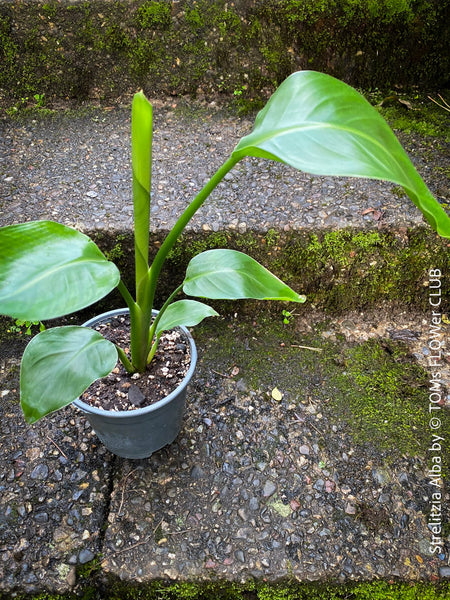 Strelitzia Alba, Strelitzia, Paradiesvogelblume, Bird of Paradise, South African plant, oranically grown, Bio Pflanze, organic plant, organically grown tropical plants for sale at TOMs FLOWer CLUB.