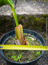 Strelitzia Alba,  Bird of paradise, Strelitzie, Paradiesvogelblume, organically grown tropical plants for sale at TOMs FLOWer CLUB.