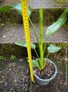 Strelitzia Alba, Strelitzia, Paradiesvogelblume, Bird of Paradise, South African plant, oranically grown, Bio Pflanze, organic plant, organically grown tropical plants for sale at TOMs FLOWer CLUB.