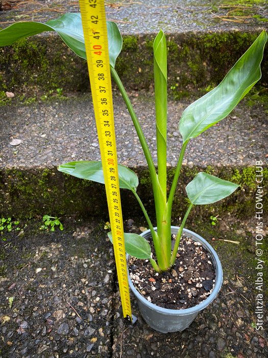 Strelitzia Alba, Strelitzia, Paradiesvogelblume, Bird of Paradise, South African plant, oranically grown, Bio Pflanze, organic plant, organically grown tropical plants for sale at TOMs FLOWer CLUB.