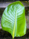 Strelitzia Alba,  Bird of paradise, Strelitzie, Paradiesvogelblume, organically grown tropical plants for sale at TOMs FLOWer CLUB.