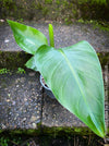 Strelitzia Alba, Strelitzia, Paradiesvogelblume, Bird of Paradise, South African plant, oranically grown, Bio Pflanze, organic plant, organically grown tropical plants for sale at TOMs FLOWer CLUB.