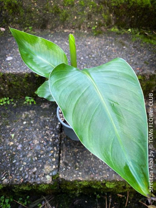 Strelitzia Alba, Strelitzia, Paradiesvogelblume, Bird of Paradise, South African plant, oranically grown, Bio Pflanze, organic plant, organically grown tropical plants for sale at TOMs FLOWer CLUB.