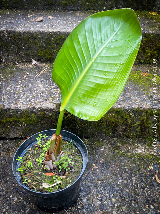 Strelitzia Alba,  Bird of paradise, Strelitzie, Paradiesvogelblume, organically grown tropical plants for sale at TOMs FLOWer CLUB.